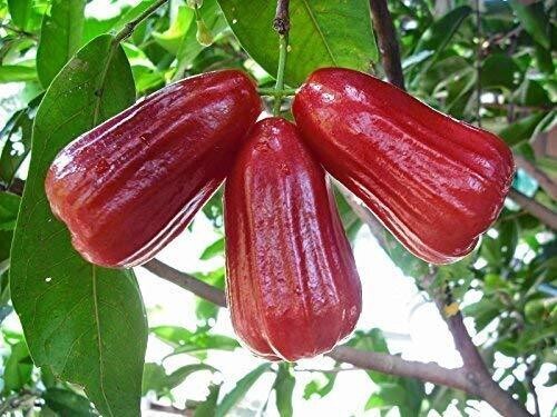 Seeds Red Malay Variety Wax Apple Water Apple Java Apple Fruit (Air Layered/Grafted) Live Plants & Tree(1-1.5 Ft Size) Secondary image