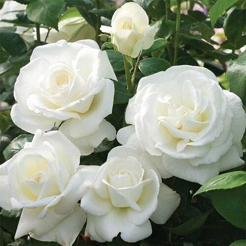 Seeds White Rose