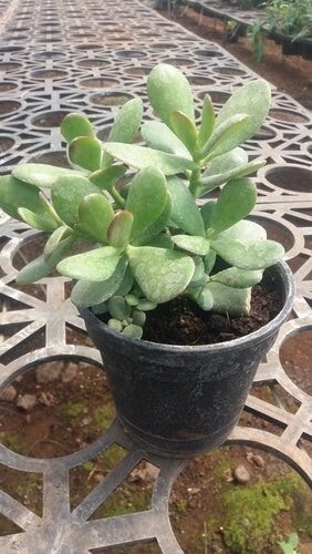 Seeds Crassula Plant
