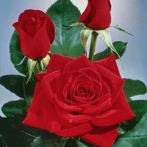 Seeds Red Rose Plant