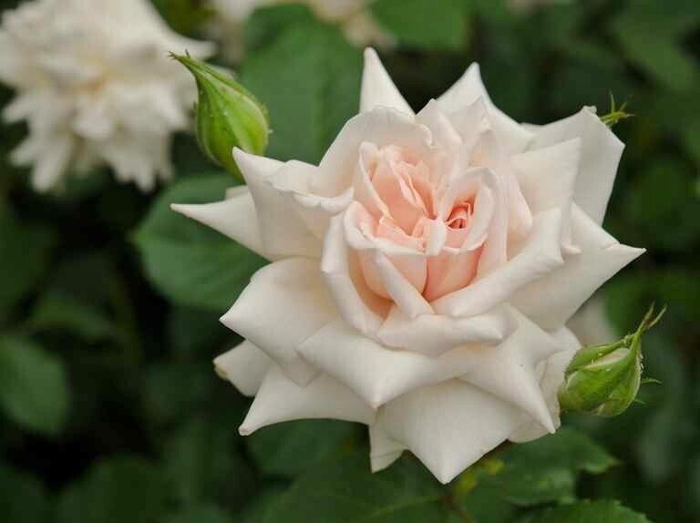 Seeds Rose Flower Live Plant