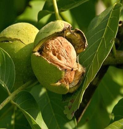 Seeds Walnut Akhrot Plant