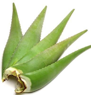 Seeds Aloevera Plant Leaves