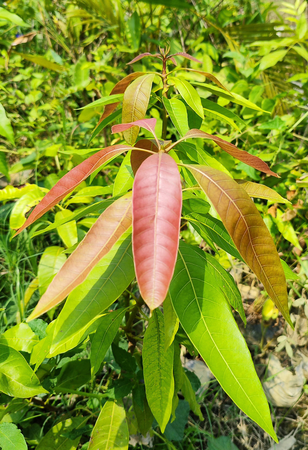 Seeds Thai Aam, Purple Mango Tree, Live Plant