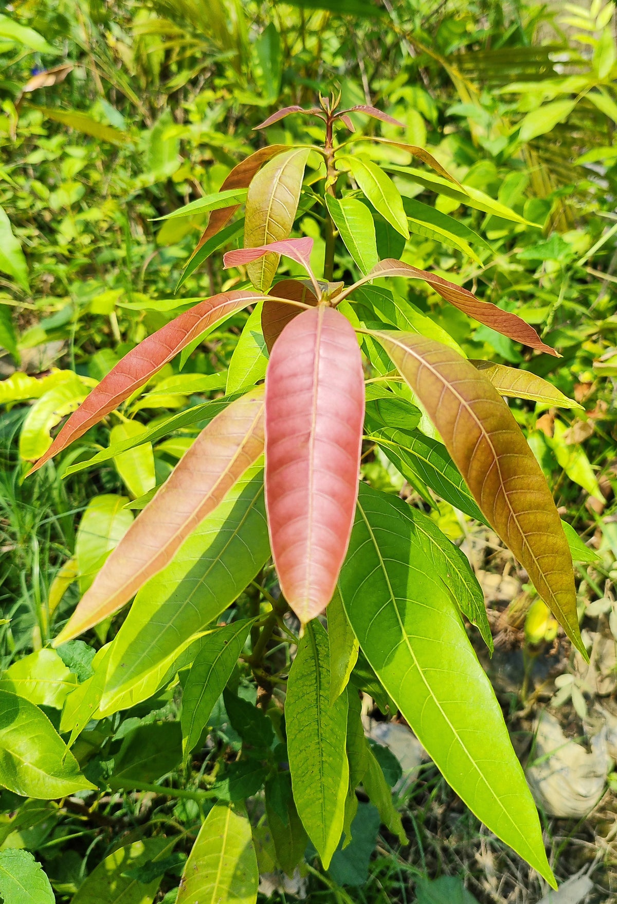 Seeds Thai Aam, Purple Mango Tree, Live Plant