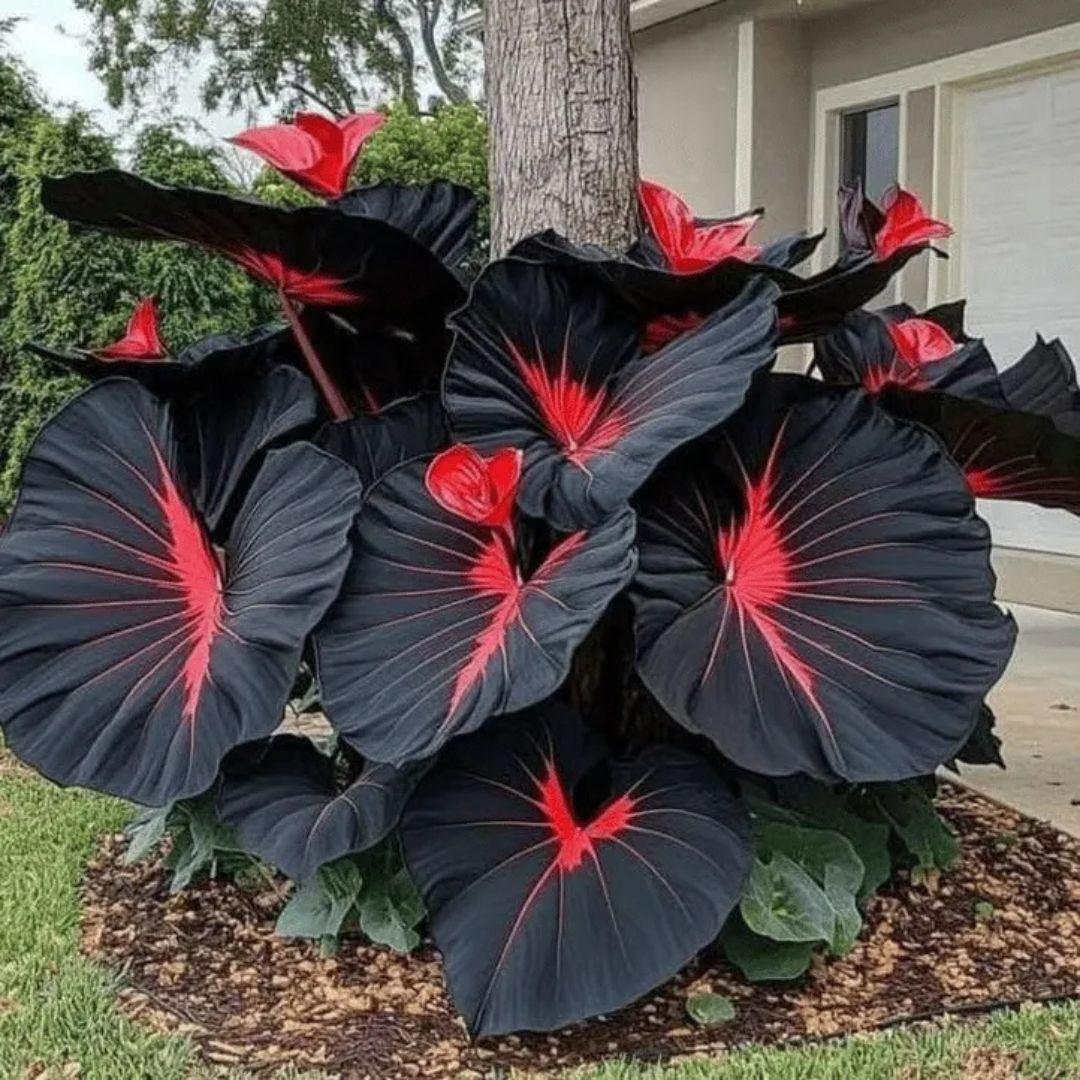 Black Hosta Seeds + Plant Growth Serum Free Main image
