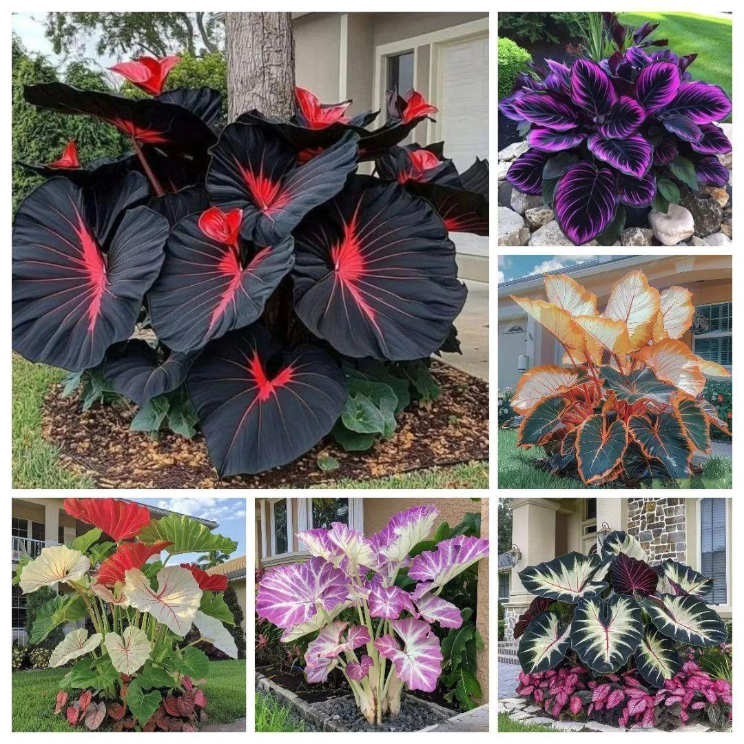 Black Hosta Seeds + Plant Growth Serum Free Secondary image