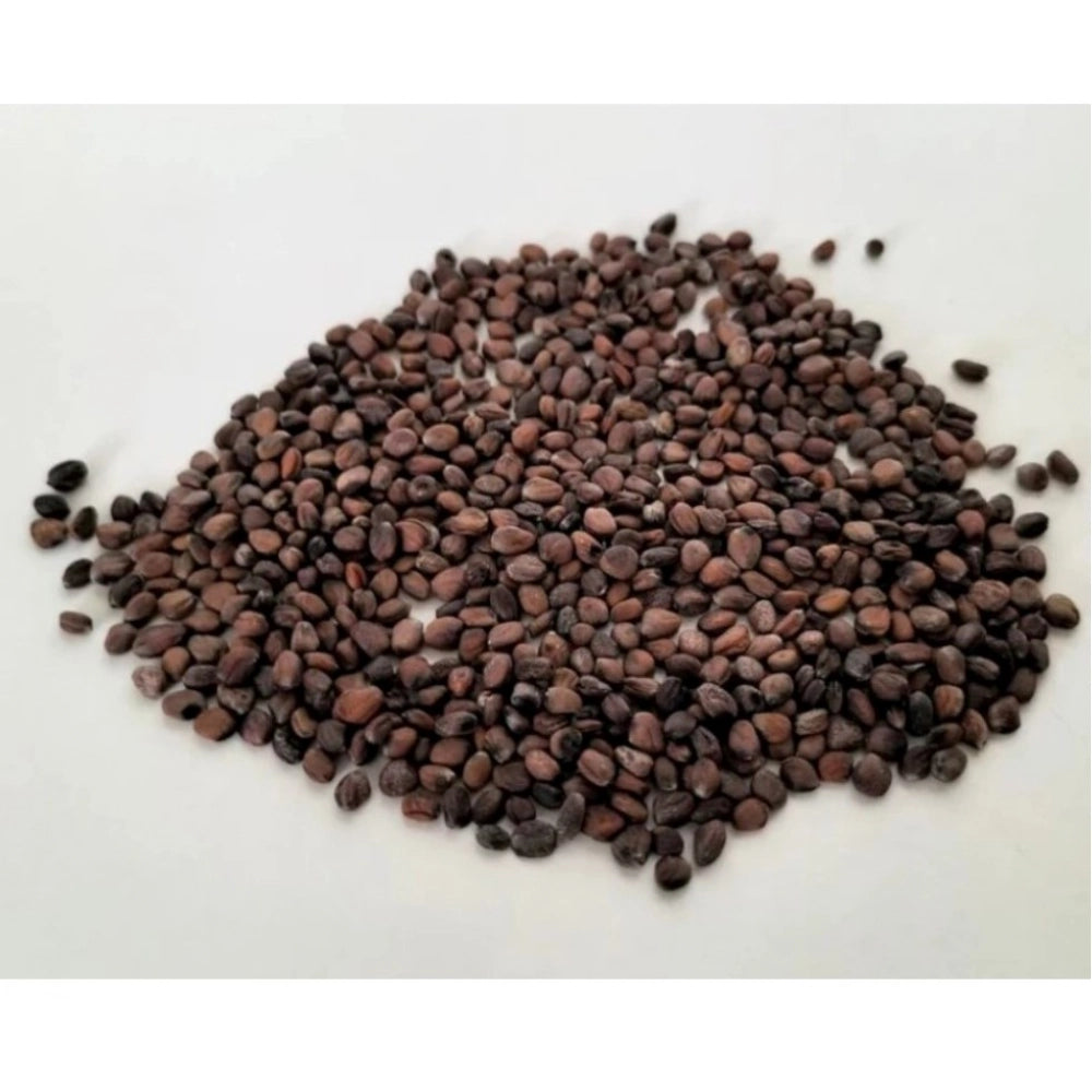 Generic Sango Radish Microgreen Seeds – Quick Harvest, Suitable for Any Space Main image