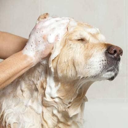 Anti-Itch Dog Shampoo Ditch to Itch (Pack of 1) Secondary image