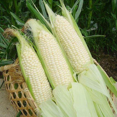 13994