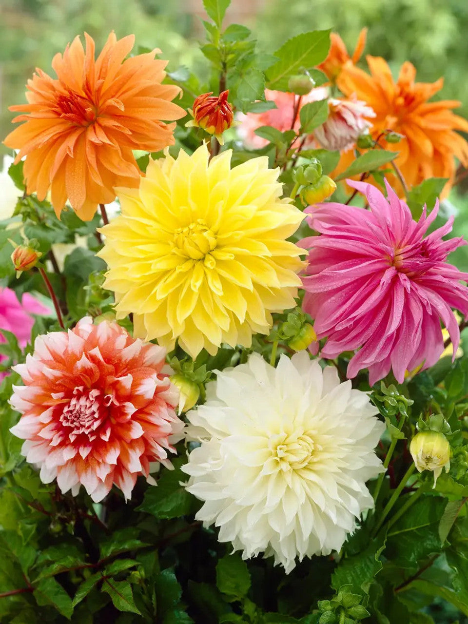 Attractive Aromatic Dahalia Flower Home Outdoor Gardening Flowering seeds Secondary image